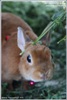 Карликовые кролики Рекс из Лесного края