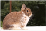цветные карликовые кролики питомника из Лесного края