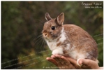 цветные карликовые кролики питомника из Лесного края