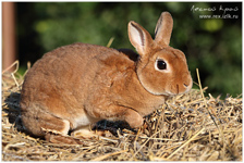 Карликовые кролики Рекс из Лесного края