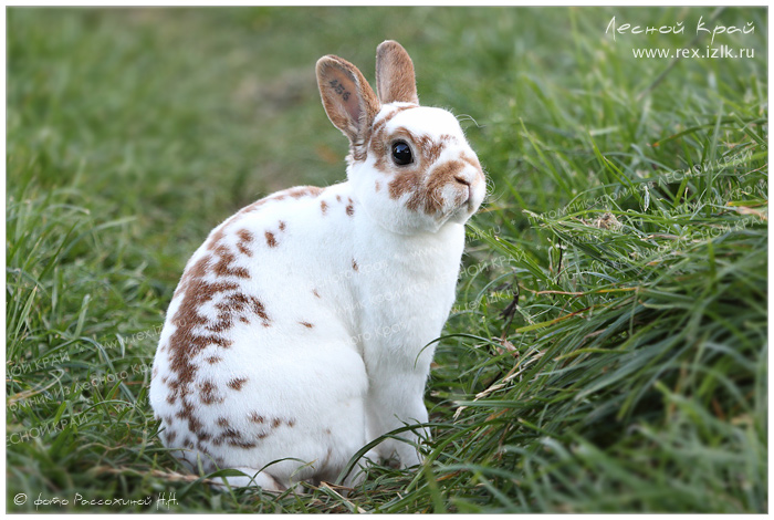 карликовый кролик породы Рекс